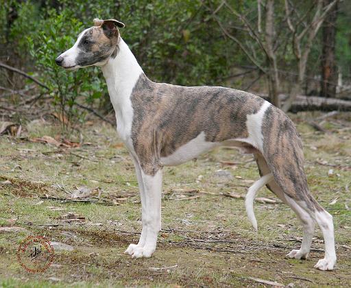 Whippet 9Y205D-213.JPG